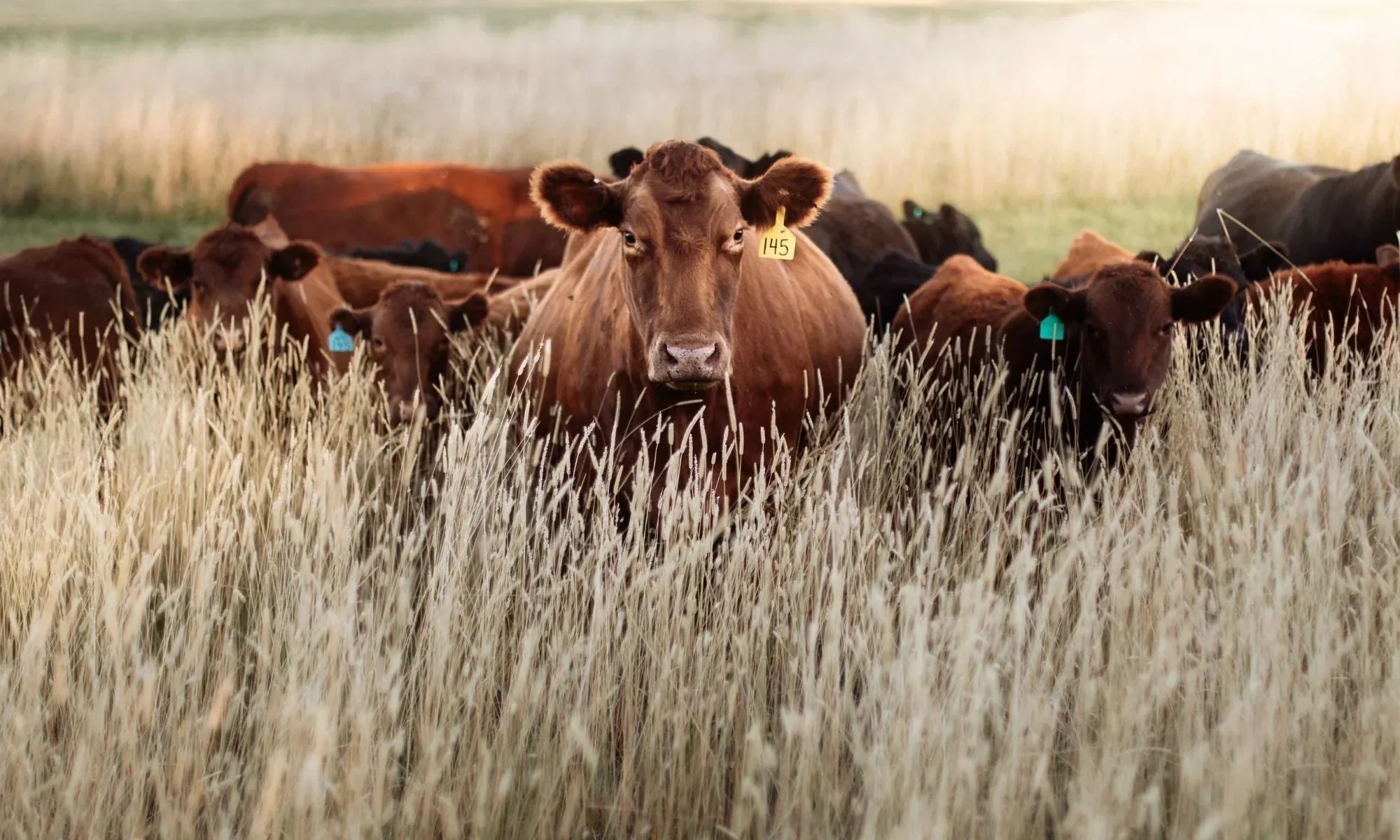 Does beef tallow help collagen?