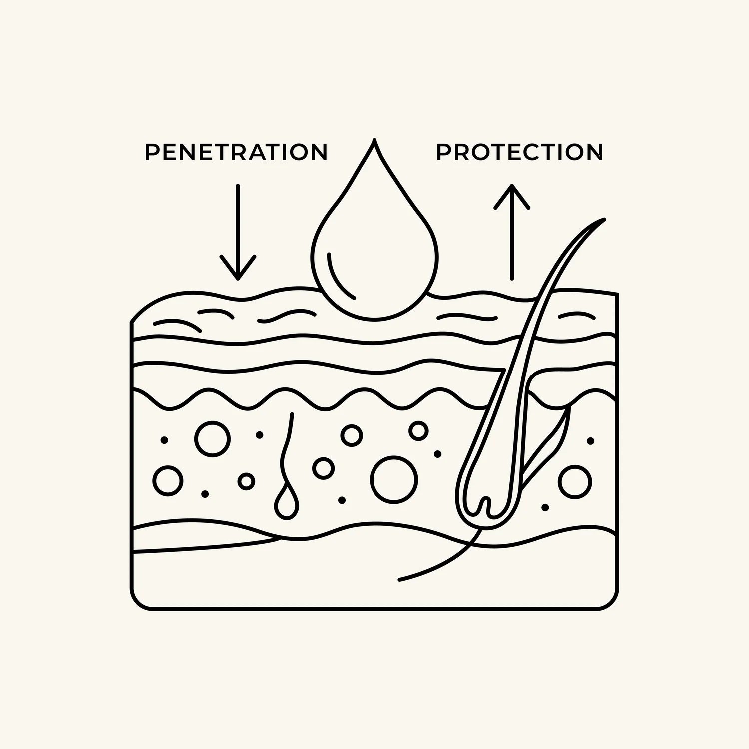 CowSki Diagram of skin layers with a droplet and hair, labeled 'Penetration' and 'Protection'.